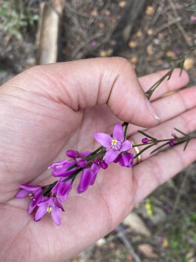 Boronia nematophylla, photographed by pimelea