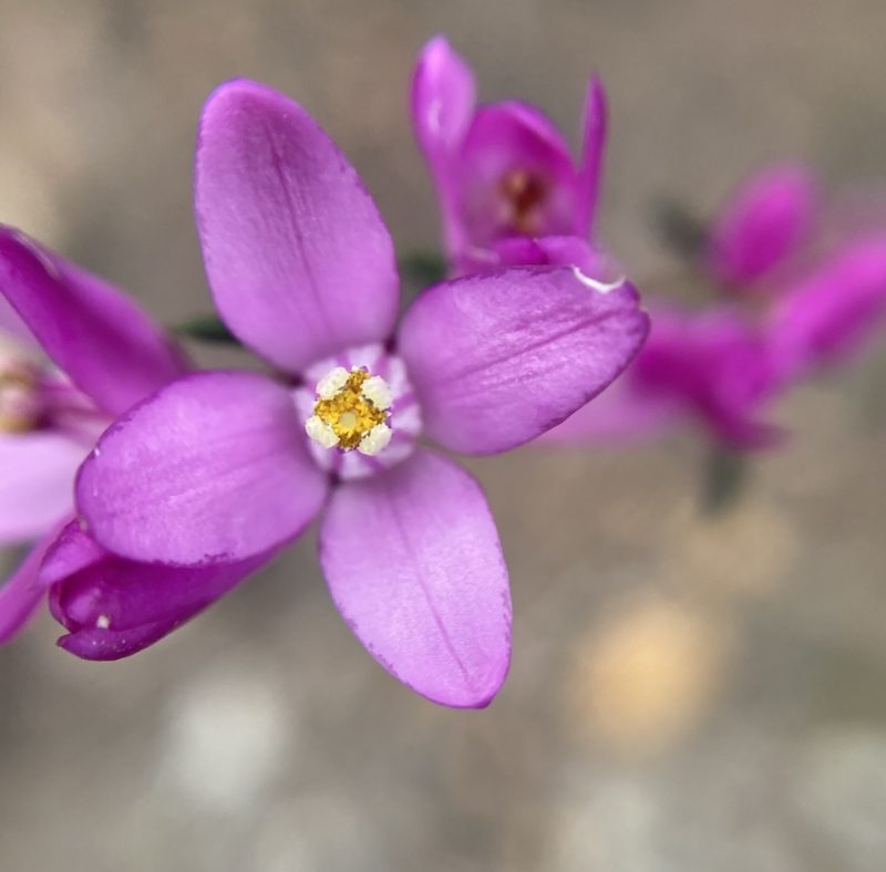 Boronia nematophylla, photographed by pimelea