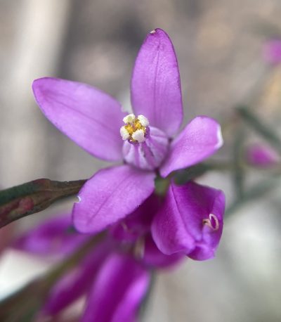 Boronia nematophylla, photographed by pimelea