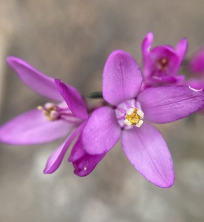 Boronia nematophylla, photographed by pimelea