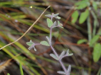 Euphorbia villifera, photographed by Michelle W. （鍾偉瑋）