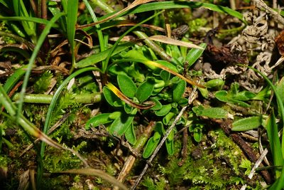 Polygala major, photographed by Patrick Hacker