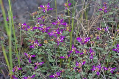 Dalea frutescens, photographed by Michelle W. （鍾偉瑋）