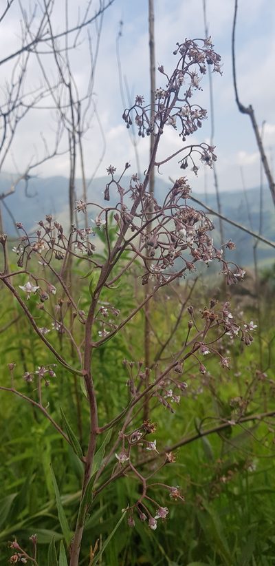 Afrotysonia glochidiata, photographed by Suvarna Parbhoo Mohan