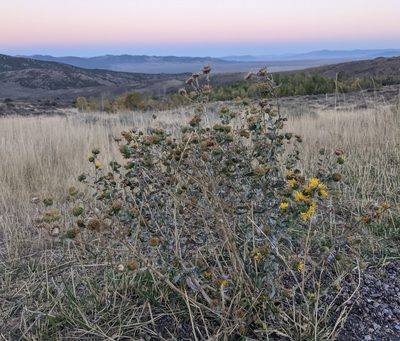 Grindelia squarrosa, photographed by Dominic Gentilcore