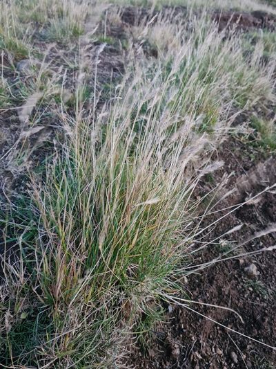 Festuca vivipara, photographed by Jacek Pietruszewski