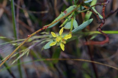 Galphimia angustifolia, photographed by Michelle W. （鍾偉瑋）