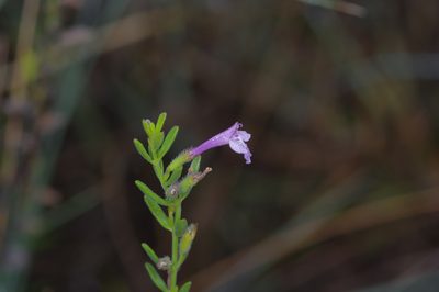 Hedeoma reverchonii