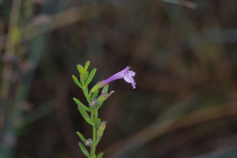 Hedeoma reverchonii, photographed by Michelle W. （鍾偉瑋）