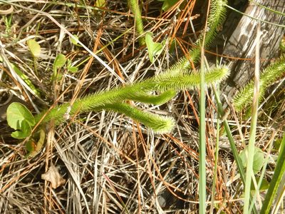 Lycopodiella alopecuroides, photographed by Ryan Watson