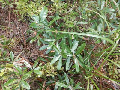 Quercus pumila, photographed by Ryan Watson