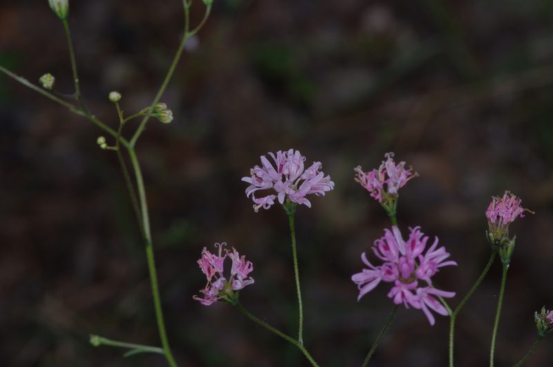 Palafoxia callosa, photographed by Michelle W. （鍾偉瑋）
