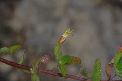 Brickellia cylindracea, photographed by Michelle W. （鍾偉瑋）
