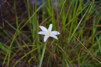 Zephyranthes chlorosolen, photographed by Michelle W. （鍾偉瑋）