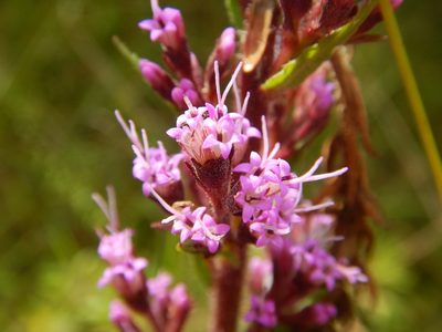 Trilisa paniculata, photographed by Ryan Watson