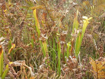 Sarracenia flava, photographed by Ryan Watson