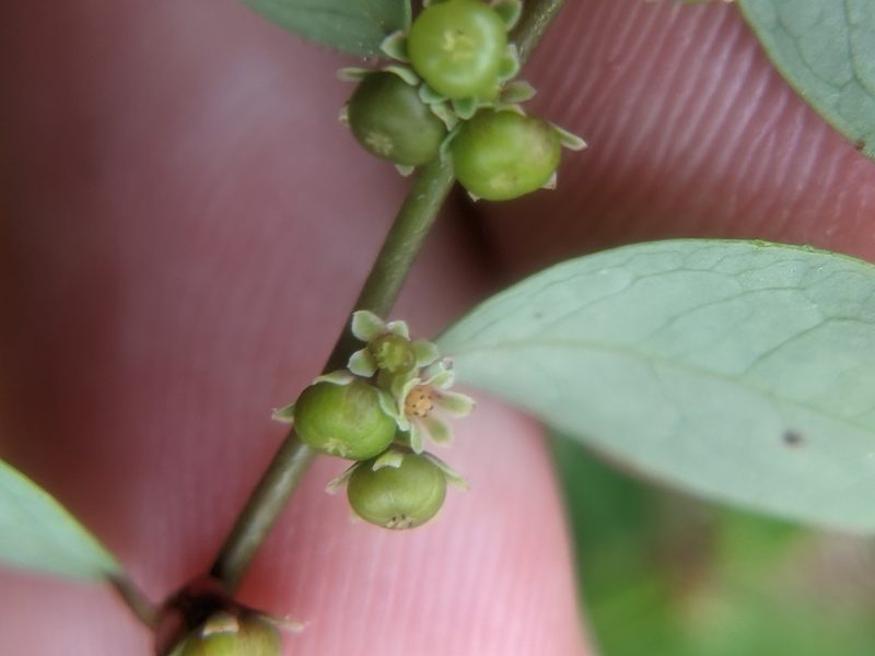 Phyllanthus caroliniensis, photographed by Eric Knight