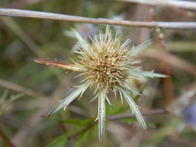 Eryngium integrifolium, photographed by Ryan Watson