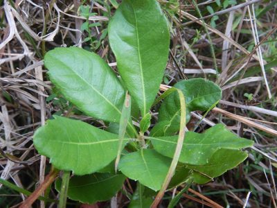 Myrica caroliniensis, photographed by Ryan Watson
