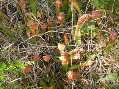 Sarracenia minor, photographed by Ryan Watson