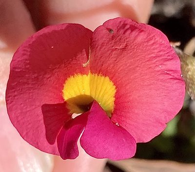 Chorizema rhombeum, photographed by pimelea