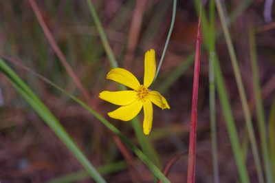 Thelesperma simplicifolium, photographed by Michelle W. （鍾偉瑋）