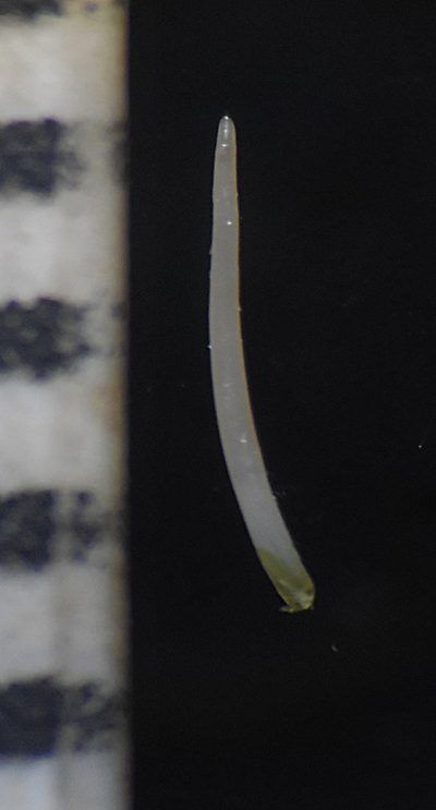 Indopoa paupercula, photographed by S.MORE