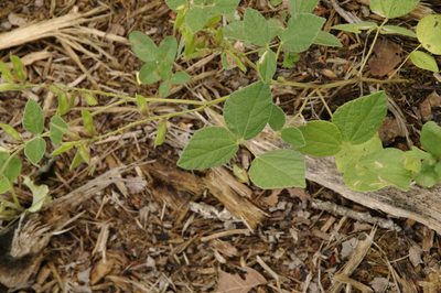 Rhynchosia latifolia, photographed by Eric Knight
