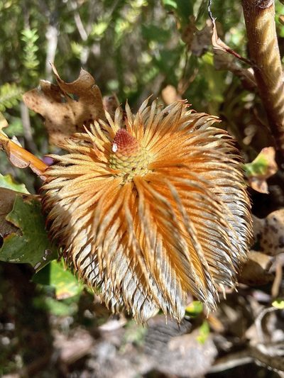 Banksia quercifolia, photographed by pimelea