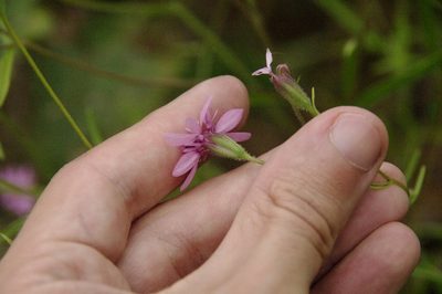 Palafoxia reverchonii, photographed by Eric Knight