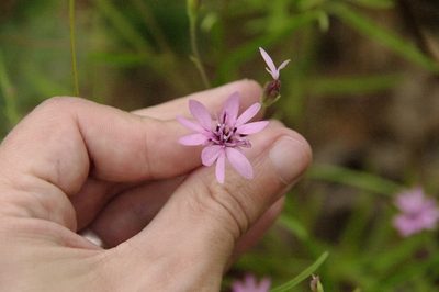 Palafoxia reverchonii, photographed by Eric Knight