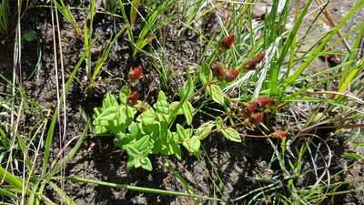 Hypericum aethiopicum, photographed by Suvarna Parbhoo Mohan