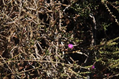 Trichodiadema pomeridianum, photographed by Tony Rebelo