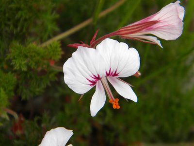 Pelargonium myrrhifolium, photographed by Tim Kirsten