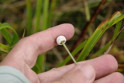 Eriocaulon decangulare, photographed by Eric Knight