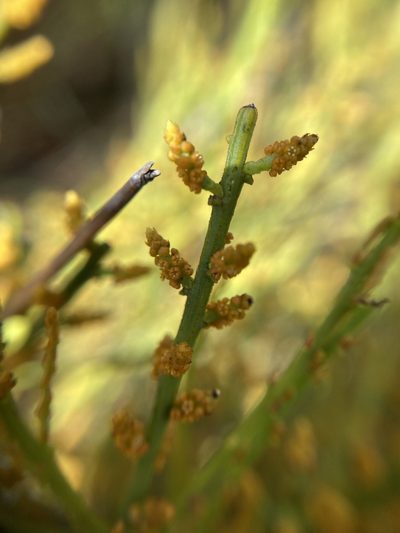 Leptomeria scrobiculata, photographed by pimelea