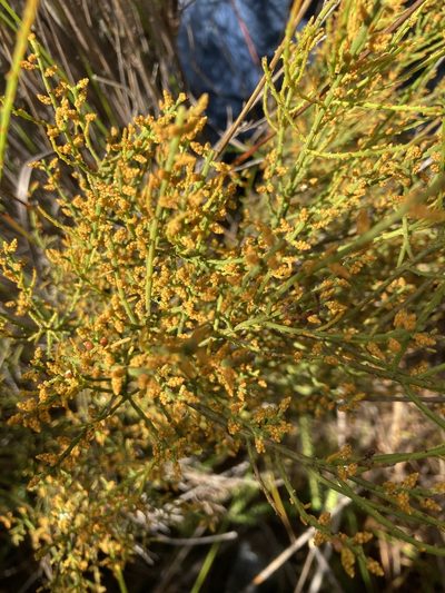 Leptomeria scrobiculata, photographed by pimelea