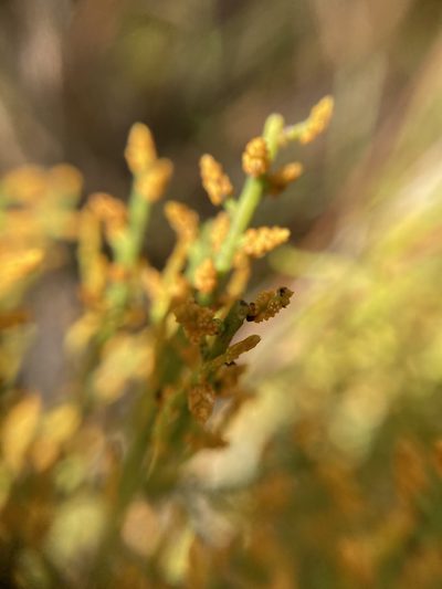 Leptomeria scrobiculata, photographed by pimelea