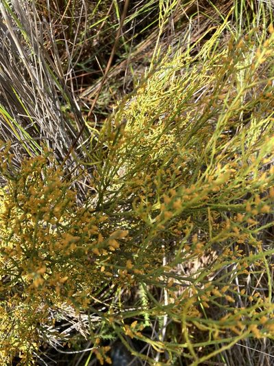 Leptomeria scrobiculata, photographed by pimelea
