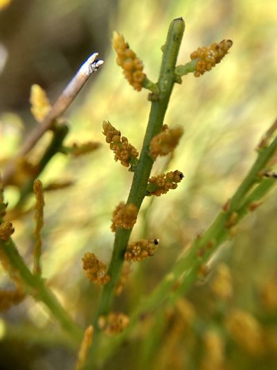 Leptomeria scrobiculata, photographed by pimelea