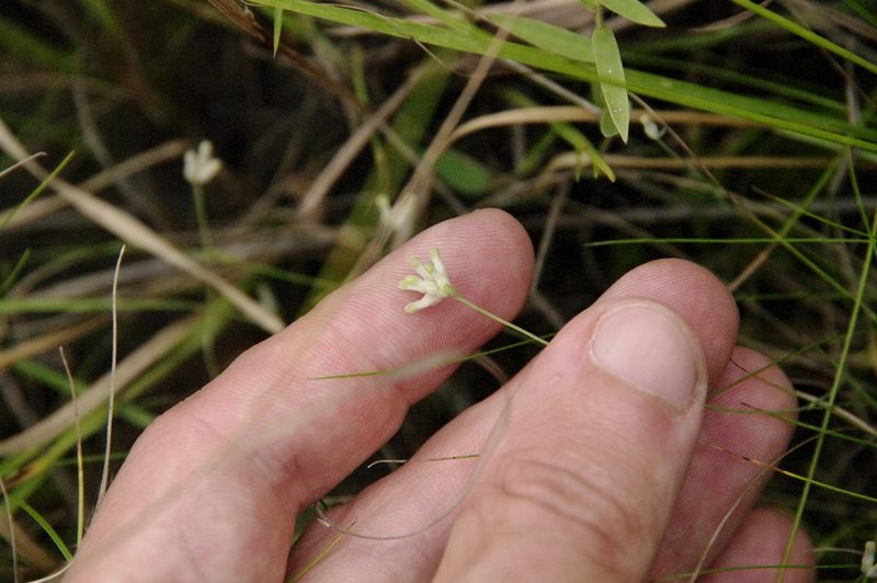Burmannia capitata, photographed by Eric Knight