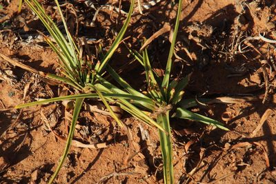 Cyperus usitatus, photographed by Tony Rebelo
