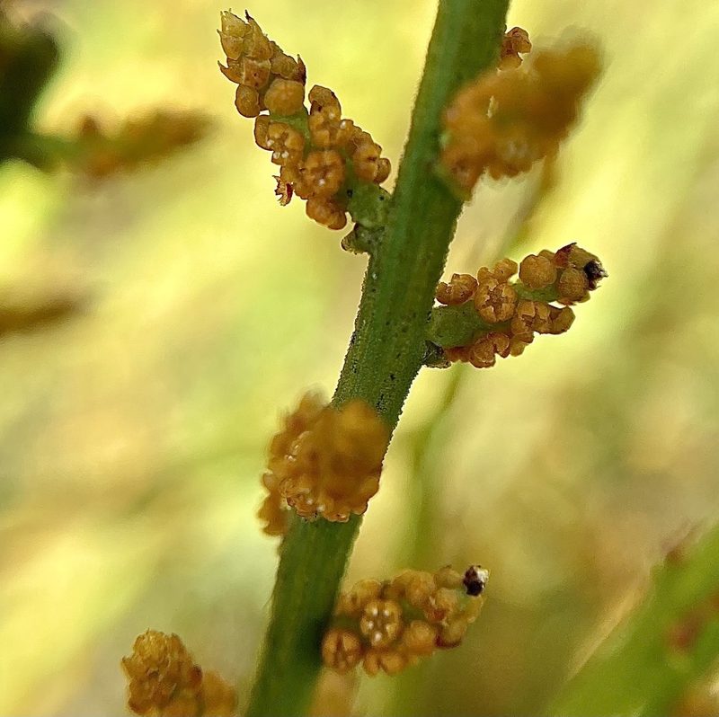Leptomeria scrobiculata, photographed by pimelea