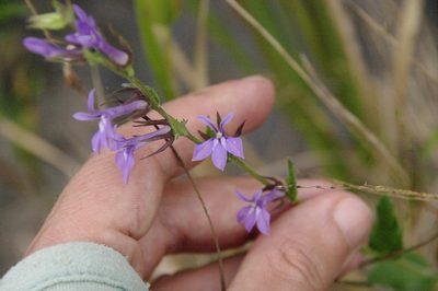 Lobelia puberula, photographed by Eric Knight