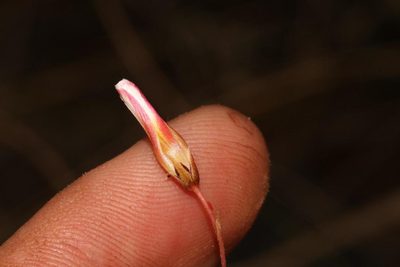Oxalis confertifolia, photographed by Brian du Preez
