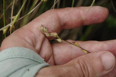 Utricularia juncea, photographed by Eric Knight