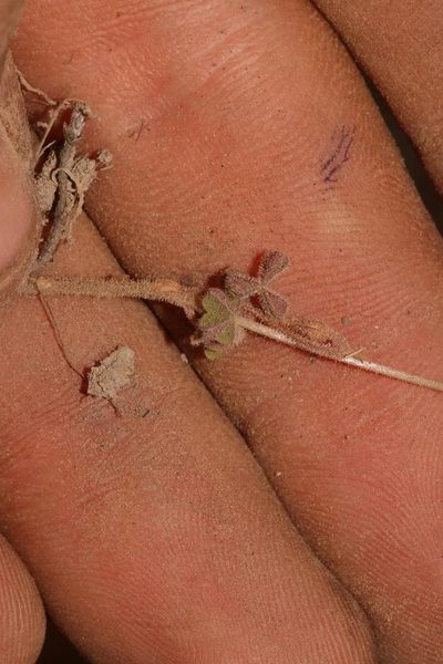 Oxalis orthopoda, photographed by Brian du Preez