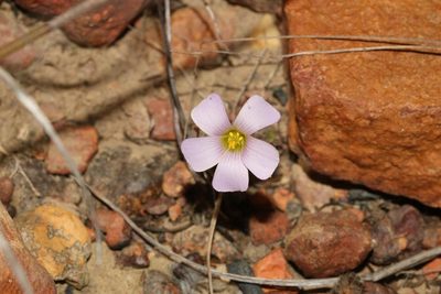 Oxalis orthopoda, photographed by Brian du Preez