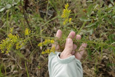 Solidago odora, photographed by Eric Knight
