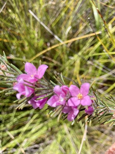 Boronia stricta, photographed by pimelea